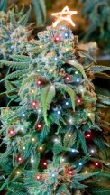 Christmas Weed.jpg