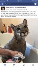 Mountain Lion Bath.jpg