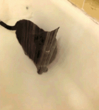 Caturday Shower Timez.gif