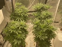 comp plants pic 8 left side.jpg