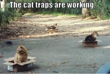 Cat Traps.jpg