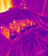 IR Meow Meow Fart 5000.gif