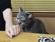 MeowMeow Noms.gif