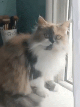 cat-fail.gif