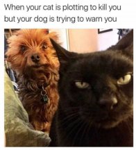 cat-plotting-to-kill-you-dog-trying-to-warn-you.jpg