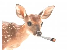 High Deer.jpg