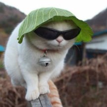 Cabbage Kitty 5000.jpg