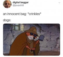 person-digital-beggar-jovanhill-an-innocent-bag-crinkles-dogs.jpeg