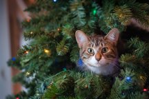 MeowMeow Xmastree.jpg