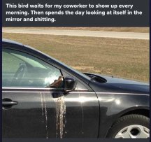 Shit Bird 5000.jpg