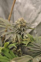 6594339_grow-journal-by-treefarmercharliegreenpointseedsfrozen-custard.jpg