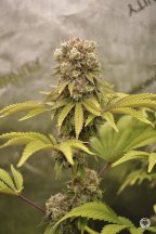 6594341_grow-journal-by-treefarmercharliegreenpointseedsfrozen-custard.jpg