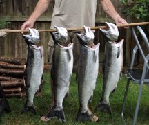 coho (2)-crop.JPG