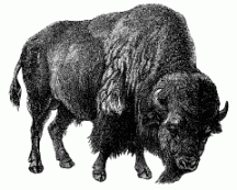 Trippy Bison.gif