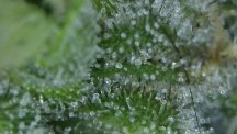 gg4 closeup.jpg