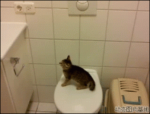 kittyFail.gif