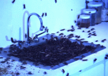 A8B8912B-1EC2-4111-BE16-564C847CBC00.gif