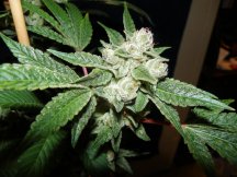 gg4 & ecsd 7 weeks 002.JPG