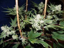 gg4 & ecsd 7 weeks 009.JPG