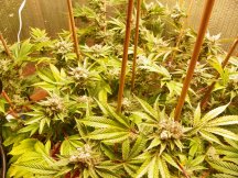 nursery and gg4 bud shots 014.JPG