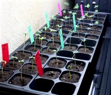 seedlings.jpg