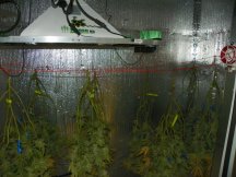 Harvest day gg4 ecsd day 67 009.JPG