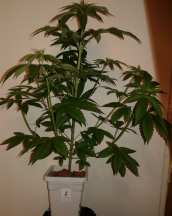 Orange Julius F1 male plant - Copy.png