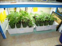 week 4 veg gg4 & mac 1 drying room new filter 002.JPG