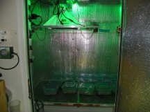 week 4 veg gg4 & mac 1 drying room new filter 007.JPG