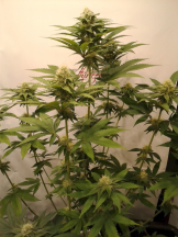 Orange Julius (tall orange skunk pheno).PNG