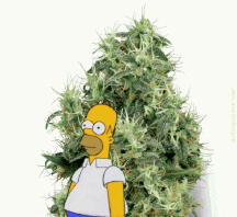 Homer_Weedbush.gif