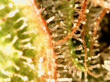 Purple Primate Trichs day 56.jpg