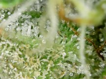 day 56 purple welchie cake trichs.jpg