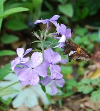 Silver-spottedSkipperonPhlox.JPG