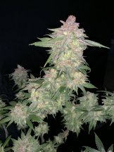 G2Harvest.9PH.JPG