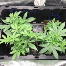 gg4 and blue dream by dosido.jpg