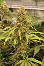 3109376_ilgm-northern-lights-fem-grow-journal-by-treefarmercharlieilgmnorthern-lights-fem.jpg