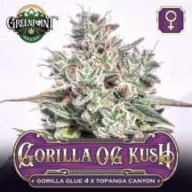 gorilla-og-kush.JPG