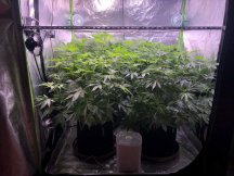 1792429_ilgm-og-kush-fem-grow-journal-by-treefarmercharlieilgmog-kush-fem.jpg