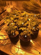 GSB Scrog 8 plants.jpg