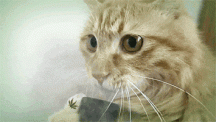 Meow Meow Rips.gif