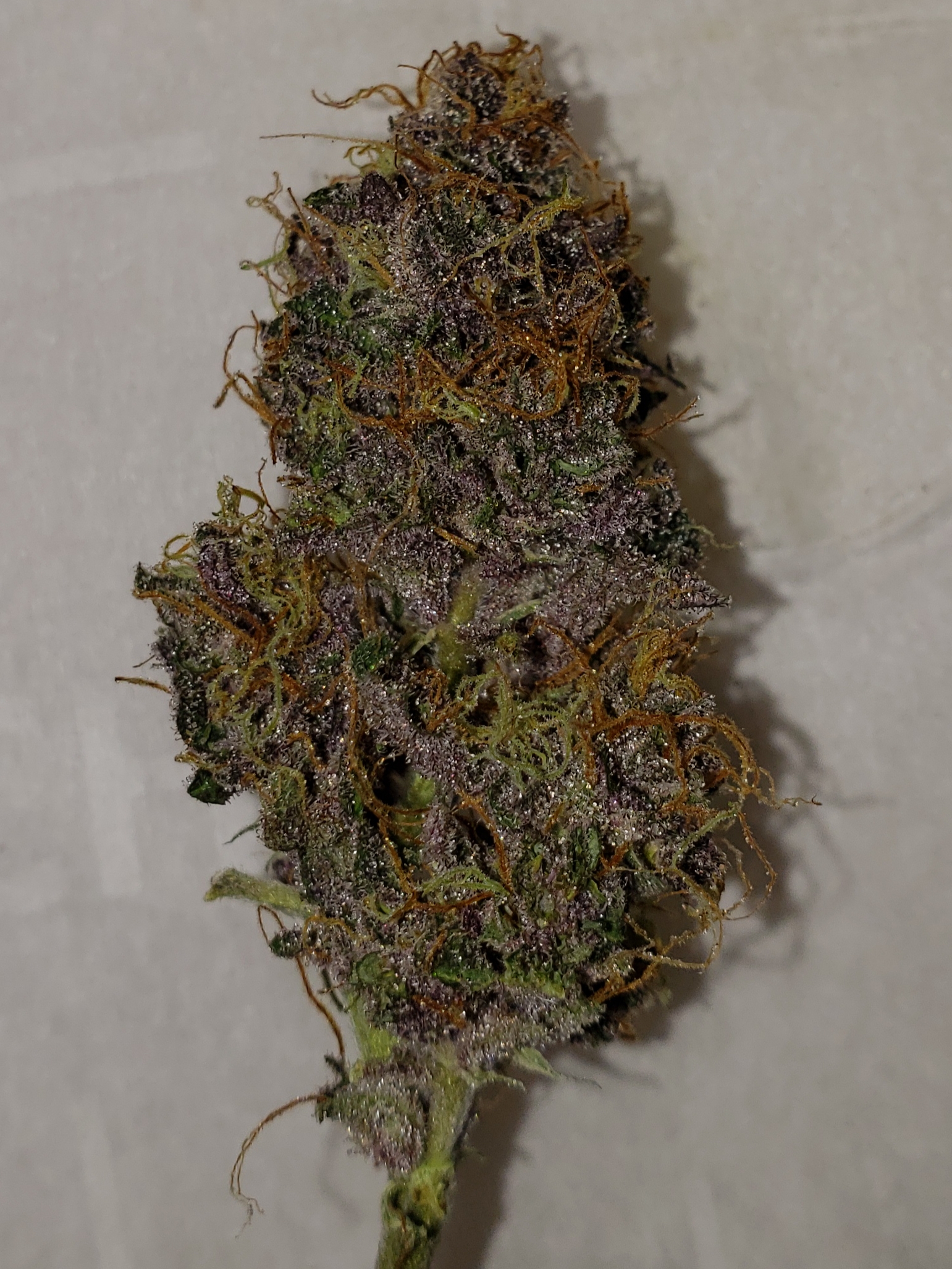 Raspberry moonshine (purple pheno)